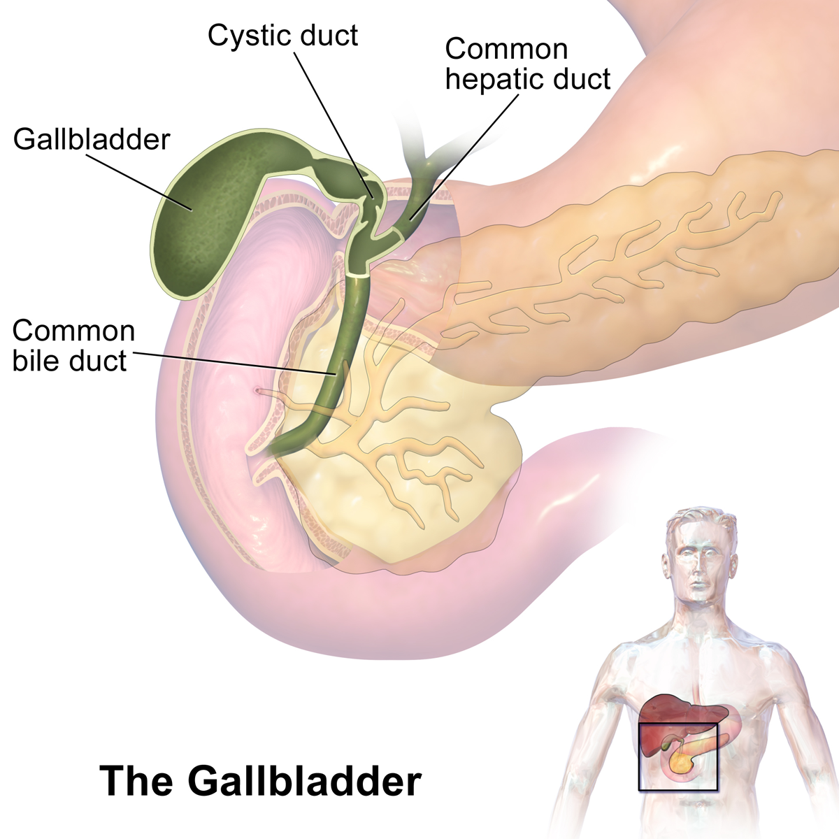 Contact Dr Venugopal Pareek, Laparoscopic surgeon near me for Best Gallbladder removal surgery in Hyderabad